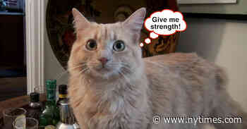 The NY Cat and Dog Film Festivals Return After Pandemic Hiatus