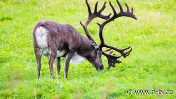 Abbau von 151 Windrädern: Rentierzüchter siegen im Streit um Windparks - n-tv NACHRICHTEN