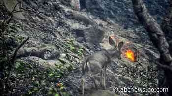 Wildfire rages in Southern California coastal mountains