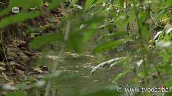 Wetland moet centrum Aalst behoeden voor overstromingen, ook Dendermonde krijgt er één - TV Oost
