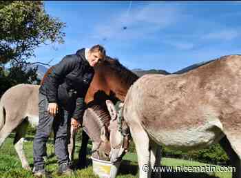 Produits au lait d'ânesse, fruits bio et maraîchage... La foire agricole est de retour à Puget-Théniers
