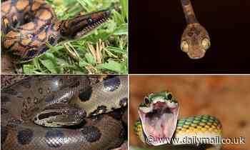 Snakes experienced a sudden burst of evolution after the dinosaurs were wiped out