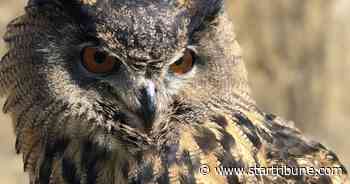Minnesota Zoo's missing Eurasian eagle owl dies