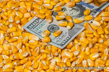 Feeding value of corn grain from different origins