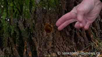 'Somebody is trying to kill our trees': Saskatoon residents discover mysterious holes drilled in trees