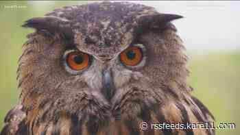 Gladys the MN Zoo Eurasian eagle owl dies after being found injured