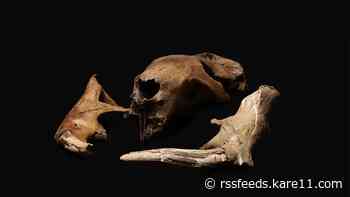 Giant Beaver edges out competition to become Minnesota's State Fossil