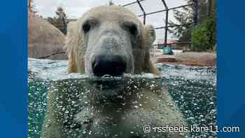 New 725-pound polar bear 'Kulu' settling in at Como Zoo