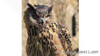 Have you seen this bird? Eurasian eagle owl escapes Minnesota Zoo