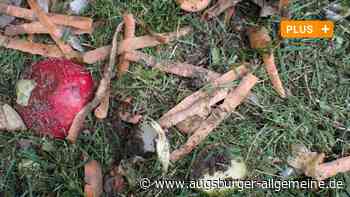 Bund Naturschutz gibt Tipps: So wird die Gartenerde wieder fruchtbar - Augsburger Allgemeine