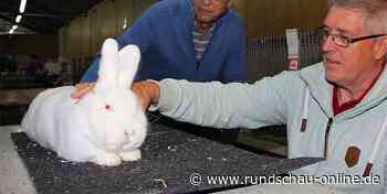 Mechernich-Kommern: Züchter präsentieren ihre Kaninchen - Kölnische Rundschau