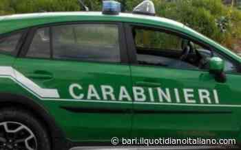 Bari, rifiuti speciali e pericolosi non differenziati: sequestrata discarica a Carbonara. Titolare denunciato - Il Quotidiano Italiano - Bari