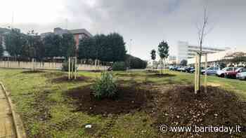 C'è il nuovo piano alberature della città di Bari: accordo biennale da 1 milione di euro, "piante più piccole sui marciapiedi" - BariToday