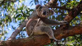Outrage as report finds selective logging has no impact on koala population