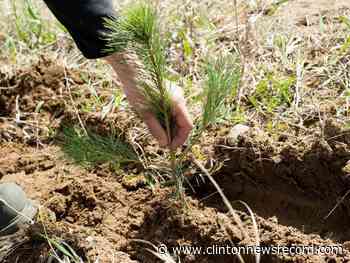 Forests Ontario planted 2.8million trees this planting season - Clinton News Record