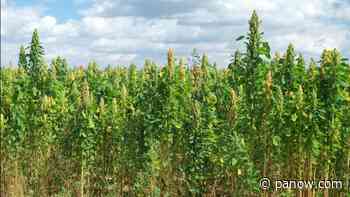 Saskatoon company looking for more quinoa growers. - paNOW