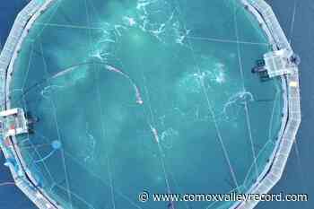 Tech flaw halts Vancouver Island semi-closed fish farm trial – Comox Valley Record - Comox Valley Record