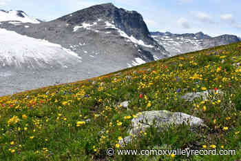 Comox Valley Horticultural Society discusses alpine flowers, meadows and mountain slopes - Comox Valley Record