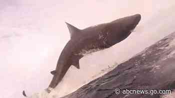 WATCH:  Epic jumping shark is out of this world