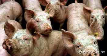 Britten willen tot 1.000 slachters uit buitenland halen om grootschalige ruiming van varkens te voorkomen - Het Laatste Nieuws