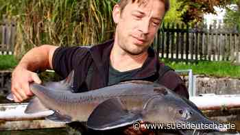 Ammersee-Stör: Wenn der Küchenchef vom Tantris anruft - Süddeutsche Zeitung