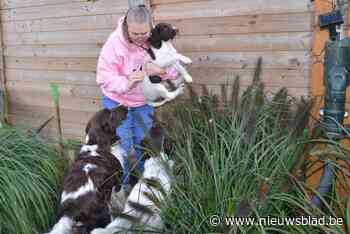 Nathalie wil wereldrecord 'honden op één foto' breken: “Zo veel dieren vinden is al niet evident, ze allen sam - Het Nieuwsblad
