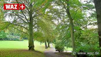 Warum Witten eine 120 Jahre alte Blutbuche fällen lässt - Westdeutsche Allgemeine Zeitung