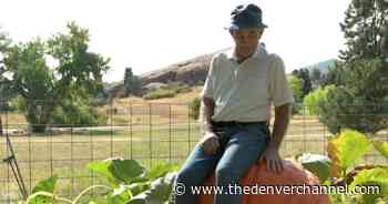 Growing giants: An 85-year-old Colorado gardener and the prettiest, biggest pumpkins around - The Denver Channel
