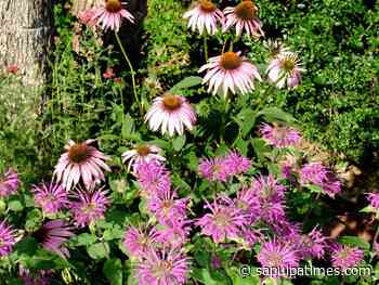 Master Gardener: Dividing Plants - Sapulpa Times