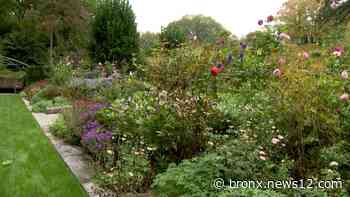 'Sleepy Cat Farm: A Gardener's Journey' features Greenwich garden filled with surprises - News 12 Bronx