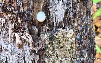 Ask a Master Gardener: Unlike fungi, slime molds can move around - Duluth News Tribune