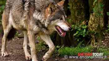 Il lupo gira indisturbato nel centro abitato: paura tra i residenti - AnconaToday
