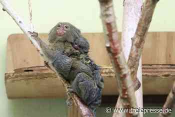 Hunderte Chemnitzer sind Tierpaten - Freie Presse