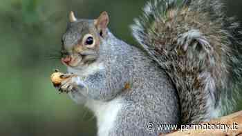 Gli animalisti lanciano l'allarme: "La Regione vuole eliminare gli scoiattoli grigi: fermiamo lo sterminio" - ParmaToday