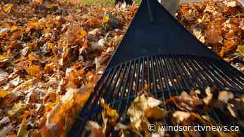 Volunteering on the rise? Town of Tecumseh seeks snow and leaf angels - CTV News Windsor