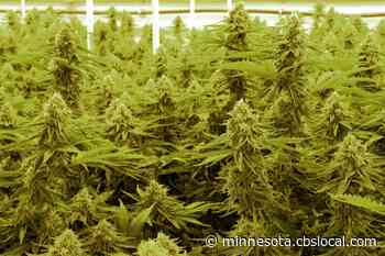 Minnesota Court: Workers’ Comp Can’t Cover Medical Marijuana Due To Federal Law - CBS Minnesota