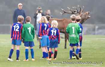 Photographer captures pitch invasion by fully-antlered stag