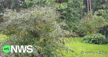 Elke Vlaming zijn minibos: bedrijf uit Beringen zet mensen aan hun eigen privé-bosje te planten - VRT NWS
