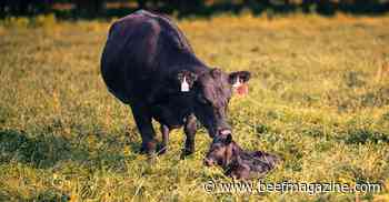 Prevent scours with vaccination and other prevention measures