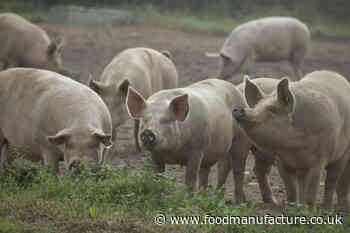 Temporary abattoir visas fail to address wider issues