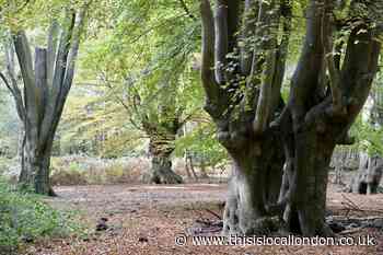 Second phase of car parking charges in Epping Forest from November