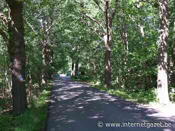 Hamont-Achel - Eikendreef bij De Bever wordt deels gekapt - Internetgazet