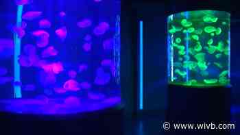 Halloween fun at the Aquarium of Niagara