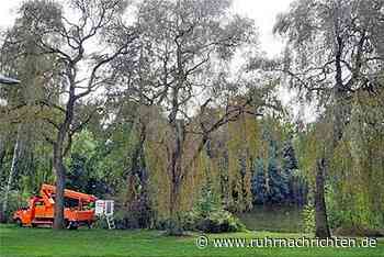 Stadt Stadtlohn lässt vier große Trauerweiden im Losbergpark fällen - Ruhr Nachrichten