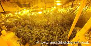 Police dismantling huge cannabis farm containing more than 200 plants