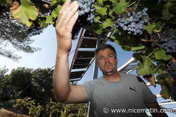 Le degré d'alcool des vins produits dans le Var augmente à cause du réchauffement climatique