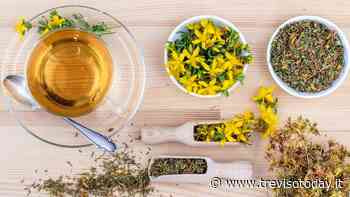 0lio di iperico: ha mille usi, un toccasana per rughe e pelle - TrevisoToday