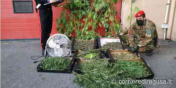 Quasi 5 chili di "erba" tra i pomodori: agricoltore arrestato - Vittoria - CorrierediRagusa.it