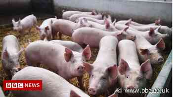 Overseas abattoir workers to get temporary visas