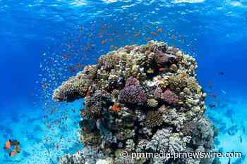 First of its kind NEOM and OceanX Red Sea expedition reveals deep sea mysteries and an ecological treasure trove